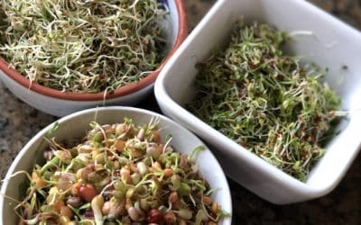 Sprouting Seeds
